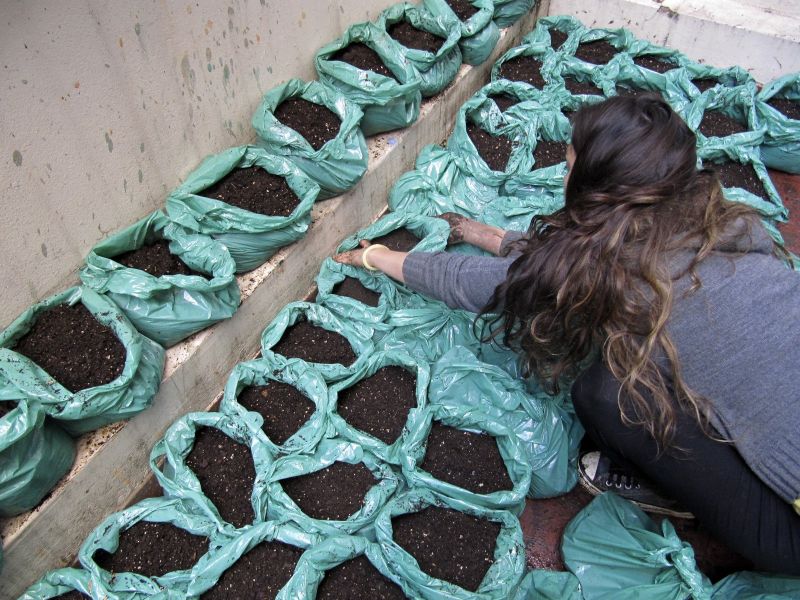 Un campo de trigo Proyecto + Instalación. Panal 361, Buenos Aires.