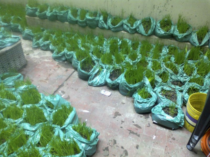 Un campo de trigo Proyecto + Instalación. Panal 361, Buenos Aires.
