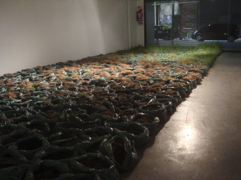 Un campo de trigo Proyecto + Instalación. Panal 361, Buenos Aires.